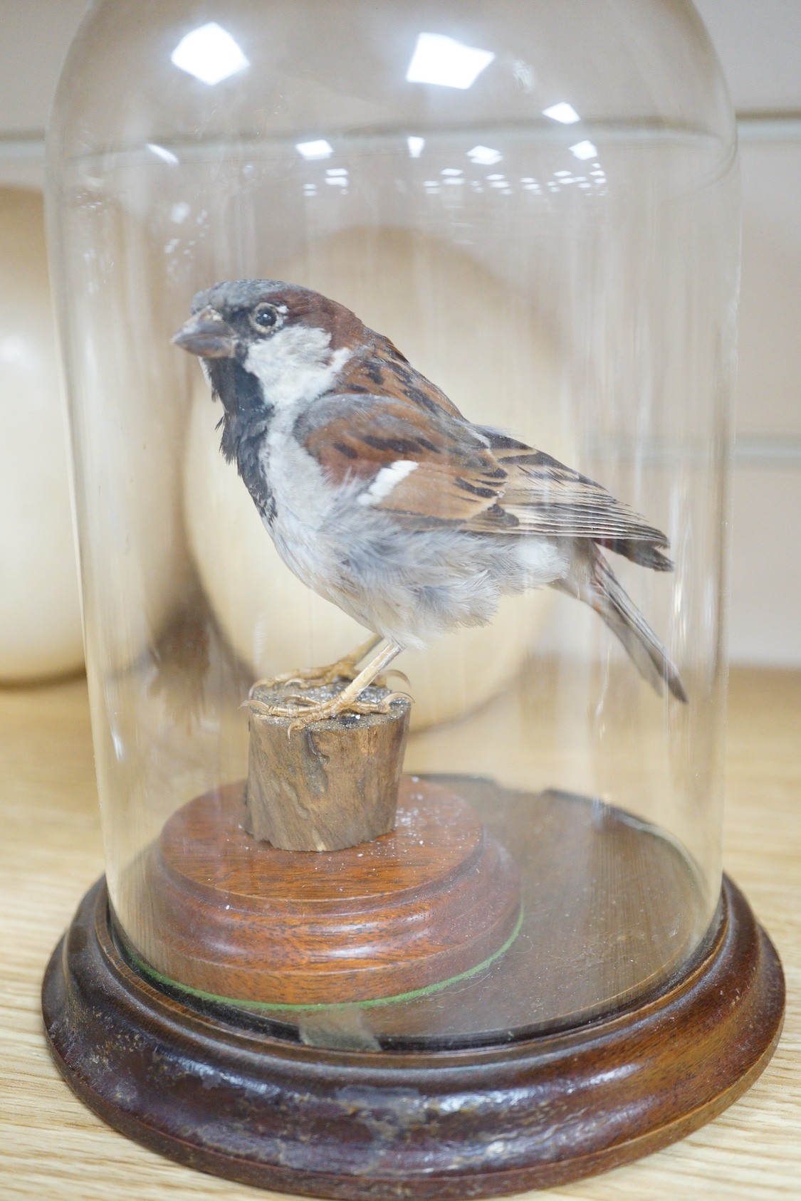Two ostrich eggs, a taxidermy sparrow under a glass dome, 21 cm high, shell and urchin specimens